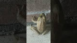 Literally Video of a FROG! #kermit  #shorts #funny