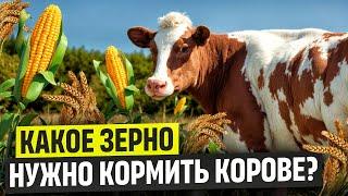 Какое зерно нужно кормить корове ?