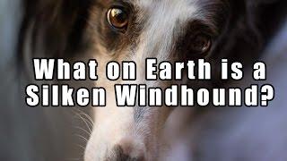 What on Earth is a Silken Windhound? (Humorous)