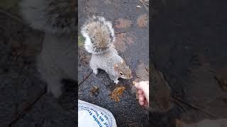 Squirrel Feed One 21-11-2020