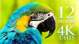 12 HOUR 4K FILM "Splendors of Nature" Planet Earth's Wonders by Drone, Land & Sea - 4K UHD, No Loops