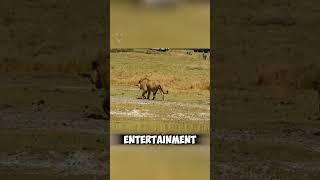 Lion snaps hyena's spine #lion #hyena