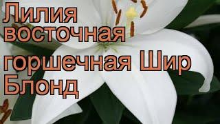 Лилия восточная горшечная Шир Блонд  обзор: как сажать, луковицы лилии Шир Блонд