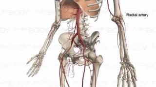 Major Arteries of the Body