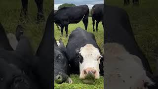 Cows eating #cow #cattle #animals #sapi #farmanimals #eating #cute #cuteanimals #shorts #shortvideo