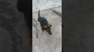 my dog's play