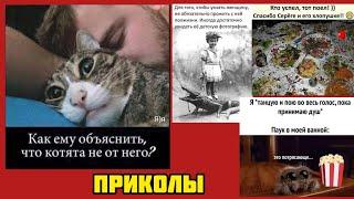 Котики не от него ! смотри смешные картинки мемы котики приколы  