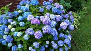 Best shrubs for a cut flower garden // Northlawn Flower Farm