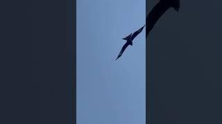 Close up of Red Kite in flight. #redkite #birdofprey #birds #bird #uk #fields #field #farming #farm