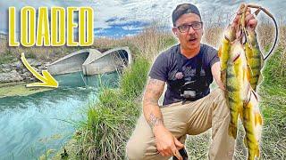 Fishing Urban Tunnels LOADED w/ TASTY FISH!!! (Catch, Clean & Cook)