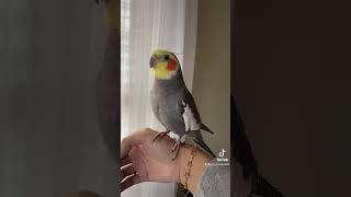 Cockatiel adds a little vibrato to his song #yumyumthetiel #parrot #bird #pet #cute