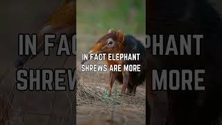  Unveiling the Elephant Shrew: Exploring Its Origins and Habitat!