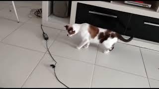 Gatos vs Sustos