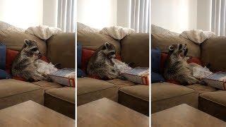 Lazy Raccoon Chills Out On Couch Eating Cereal From Box