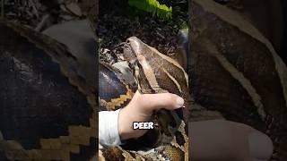 Top five Strongest Snakes in the World! !