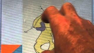 Part 1: Sacroiliac and Pelvis Anatomy Review - Hesch Method Manual Therapy