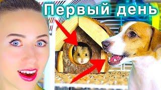 ХОМЯЧОК - РЕАКЦИЯ СОБАКИ | ПЕРВЫЙ ДЕНЬ У МЕНЯ ДОМА ХОМЯК | Elli Di Pets