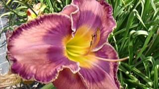 Hemerocallis/Daylily 2013 - 1° Parte