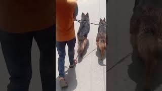 long Coat German shepherd dog pair #music #pitbull #phonkagressive #dogbreed #familydog