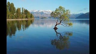 Wanaka Tree & Lake, New Zealand : Amazing Planet