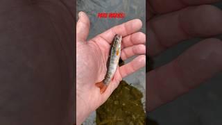 AMAZING PARR MARKS!  #tenkara #fishing #flyfishing #native #wisconsin #wi #driftless #wildlife