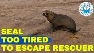 Seal Too Tired to Escape Rescuer