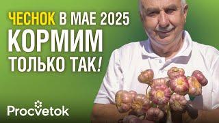 ИЗ-ЗА ЭТОЙ КОВАРНОЙ ОШИБКИ чеснок и лук желтеют и болеют!Им нужен совсем другой уход холодной весной