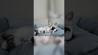Kitten Comforts Crying Abandoned Puppy In The Sweetest Way