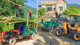 Taking care of livestock on the farm, Using trucks to transport bamboo for Trieu Thanh Thanh.