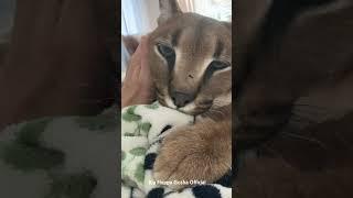 Gosha is Purring and Kneading : Big Floppa #caracal