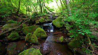 Calming Forest Sounds, Birds Chirping, Babbling Brook,  Nature Sounds, ASMR