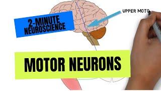 2-Minute Neuroscience: Motor Neurons