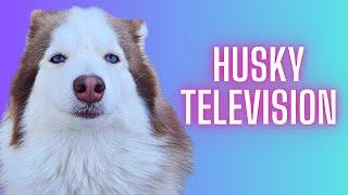 HUSKY TV