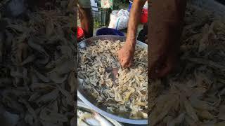 Padma river organic fish market #padma #fishshot