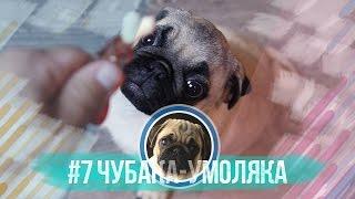 #7 Чубака-умоляка / О чём думает мопс