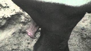 Male tapir attempts to mate with Nobbie, a female tapir at the Henry Doorly Zoo.mp4