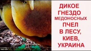 Дикое Пчелиное Гнездо в Лесу! Wild Honeybee Nest Was Found in Forest! Kiev, Ukraine