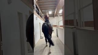 Love him  #horse #short #equestrian