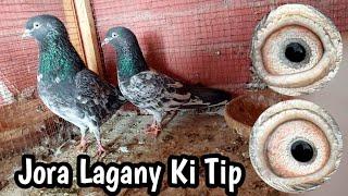 Jora Lagany Ka Asan Tarika | Ferozpuri Kabootar | Hashim Mahmood Pigeons