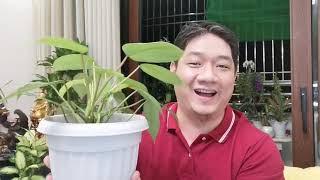 Fengshui Friday: All About plants, complete explanation about how plants works and how it helps us