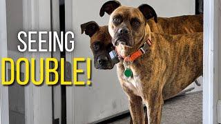 A New Journey For Us! (Fostering A New Pup)