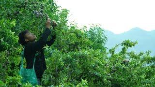 Plum - The taste of the mountains: Journey from plum garden to consumer
