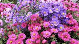 МНОГОЛЕТНИЕ АСТРЫ. ЦВЕТУЩИЕ ВЕСНОЙ / ЛЕТОМ / ОСЕНЬЮ. Aster novi-belgii. Perennial asters.