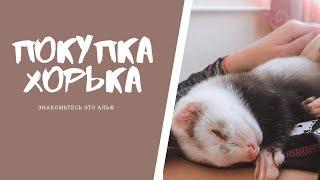 ПОКУПКА ХОРЬКА / НАЧАЛО ПРИКЛЮЧЕНИЙ АЛЬФА