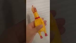 Rubber chicken hit the notes!! can you hear??#shorts #viral #trending