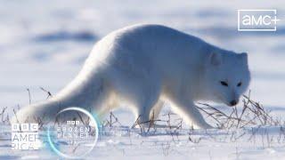 Arctic Fox Dives Headfirst Into Snow  Frozen Planet II | BBC America