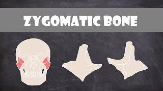 Zygomatic Bone | Anatomy