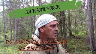 ИВАН ЧАЙ своими руками ВСЕ за 20 мин. СБОР , ПОДВЯЛИВАНИЕ , ПРОЦЕСС БРОЖЕНИЯ , ФЕРМЕНТАЦИЯ, ПРОЖАРКА