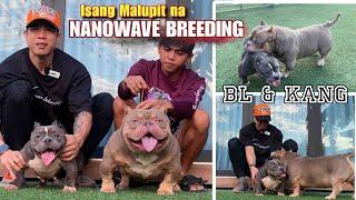 MAS PINATINDING NANO EXOTIC BULLY NGAYONG 2025 • JBROSPH KANG X WKENNEL BULGARIAN • STUFFYBULL