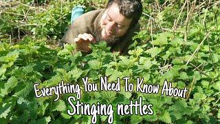 Stinging Nettle - Wild Food, Medicine & History 